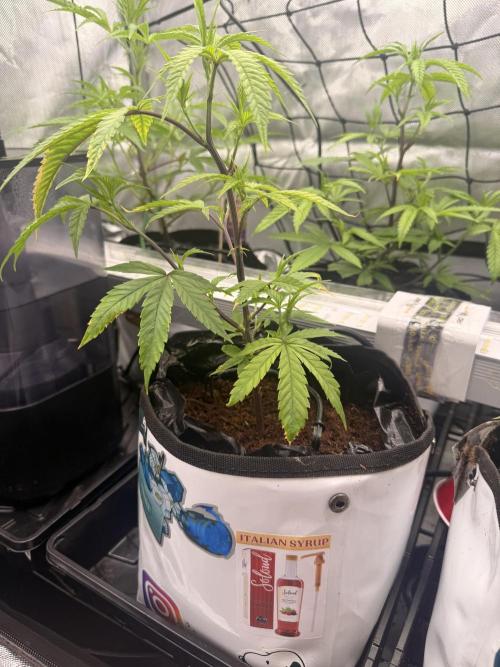 Clone to Harvest 2x4. Week 2 - Strawberry RuntZ x Red RuntZ