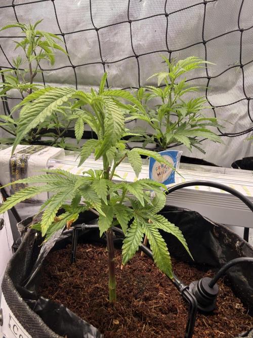 Clone to Harvest 2x4. Week 2 - Cereal Milk S1