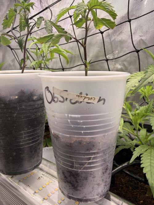 Clone to Harvest 2x4. Week 2 - Obsidian clone