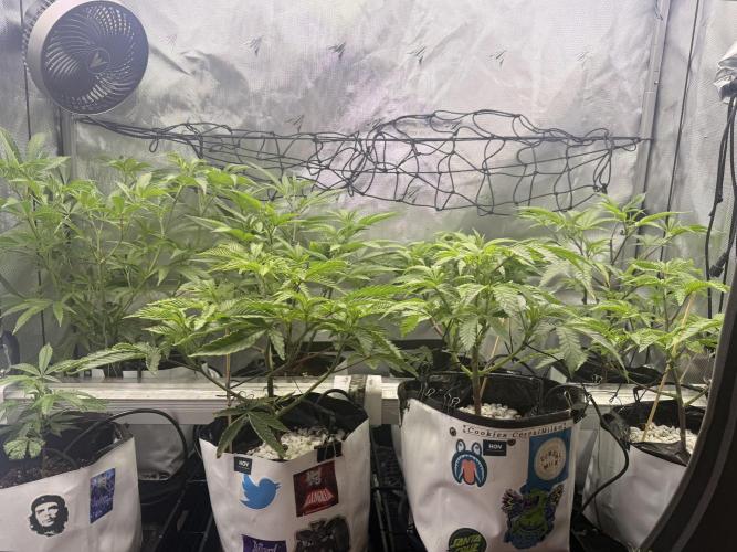 Clone to Harvest 2x4. Week 3