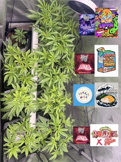 Clone to Harvest 2x4. Week 3