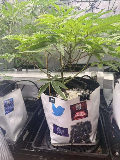 Clone to Harvest 2x4. Week 3