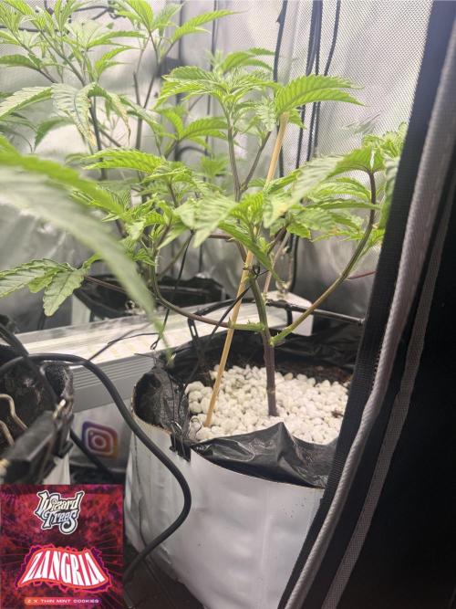 Clone to Harvest 2x4. Week 3