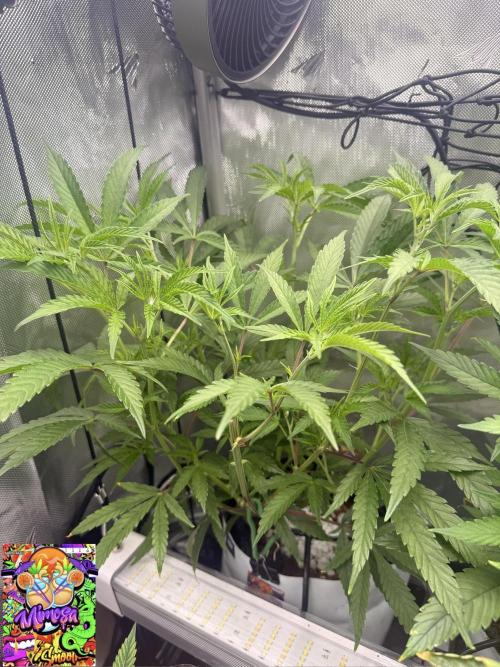 Clone to Harvest 2x4. Week 3