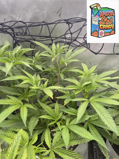 Clone to Harvest 2x4. Week 3