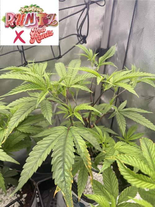 Clone to Harvest 2x4. Week 3