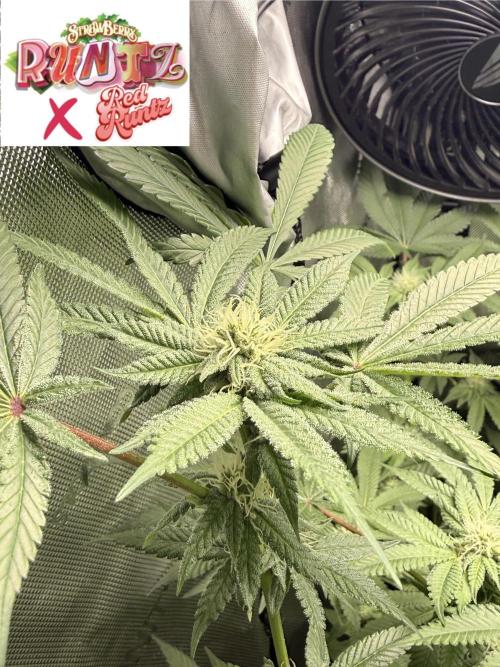 Clone to Harvest 2x4. Week 3