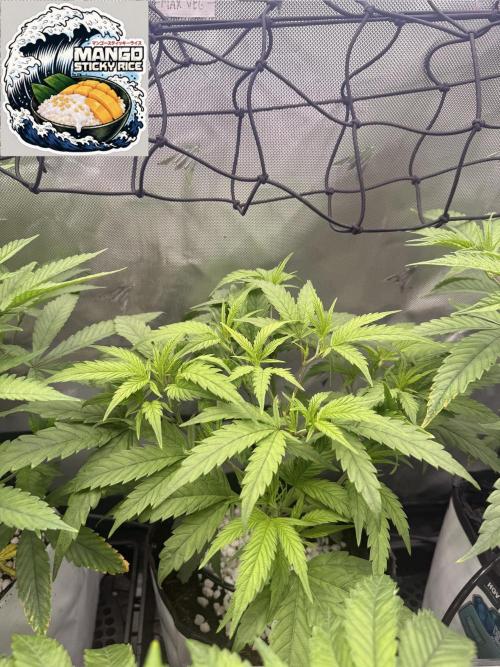 Clone to Harvest 2x4. Week 3