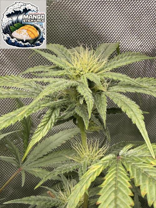 Clone to Harvest 2x4. Week 3