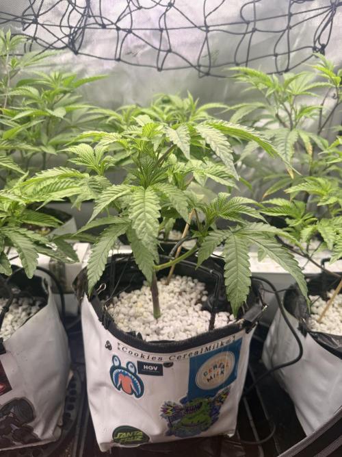 Clone to Harvest 2x4. Week 3