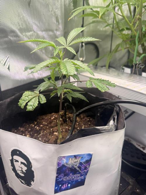 Clone to Harvest 2x4. Week 3