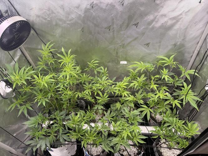 Clone to Harvest 2x4. Week 4