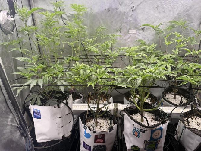 Clone to Harvest 2x4. Week 4