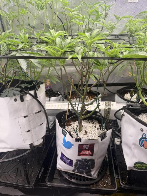 Clone to Harvest 2x4. Week 4 - Zangria