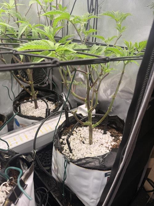 Clone to Harvest 2x4. Week 4 - Zangria