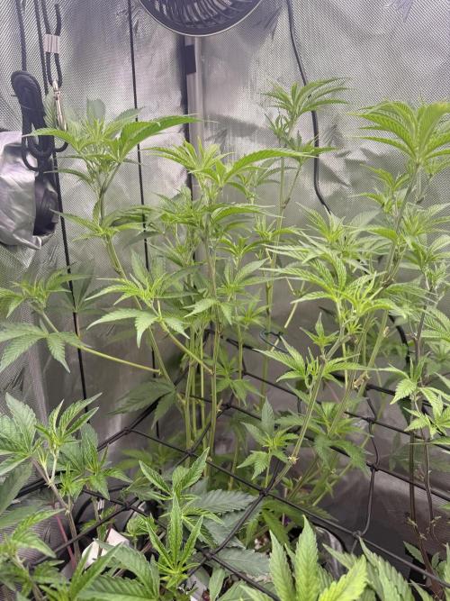 Clone to Harvest 2x4. Week 4 - Mimosa