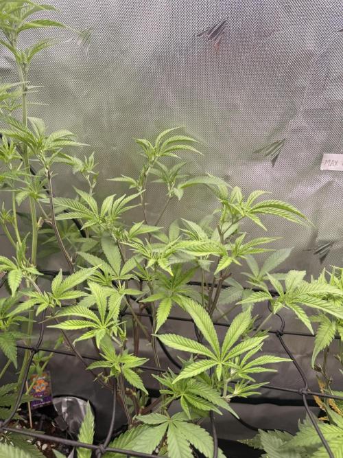 Clone to Harvest 2x4. Week 4 - Candy Apricot