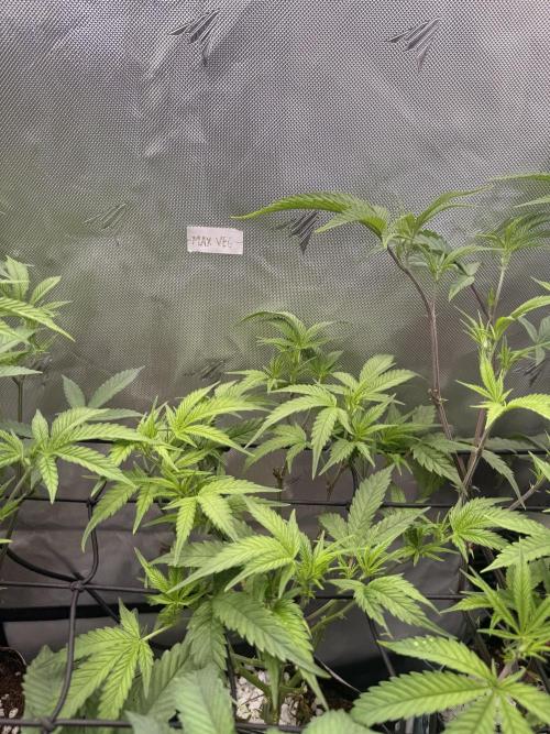 Clone to Harvest 2x4. Week 4 - Somango x ShawtyR1
