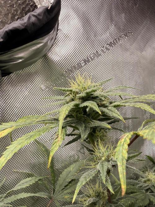 Clone to Harvest 2x4. Week 4 - Somango x Shawty R1