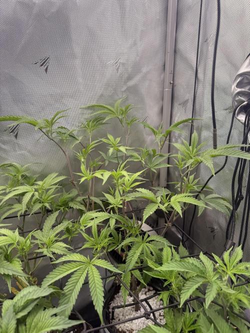 Clone to Harvest 2x4. Week 4 - Strawberry Runtz