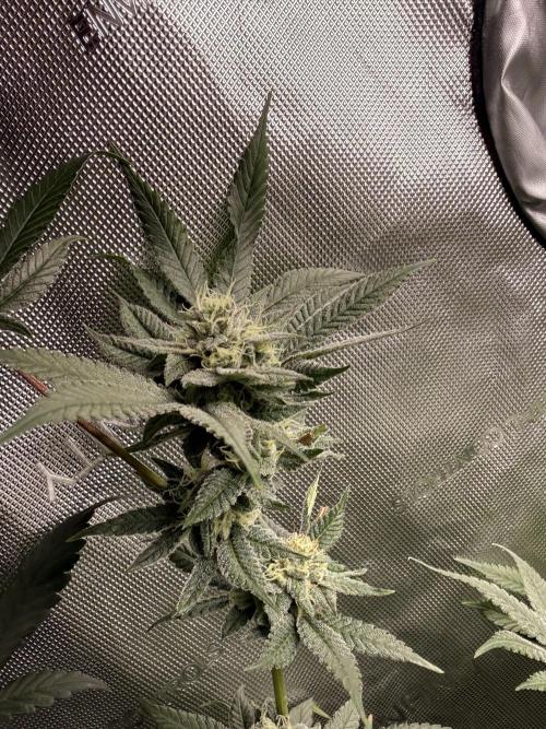 Clone to Harvest 2x4. Week 4 - Strawberry Runtz