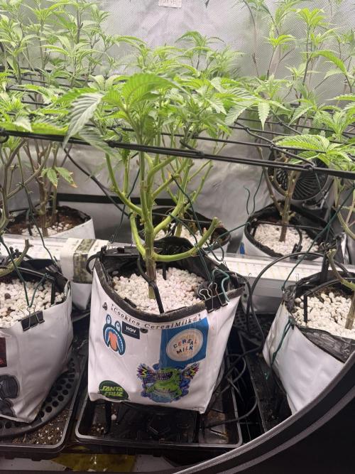 Clone to Harvest 2x4. Week 4 - Cereal Milk