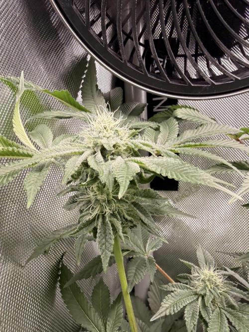 Clone to Harvest 2x4. Week 4 - Cereal milk