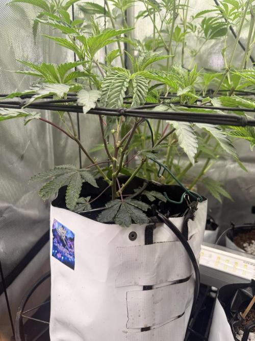 Clone to Harvest 2x4. Week 4 - Obsidian