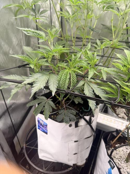 Clone to Harvest 2x4. Week 4 - Obsidian 