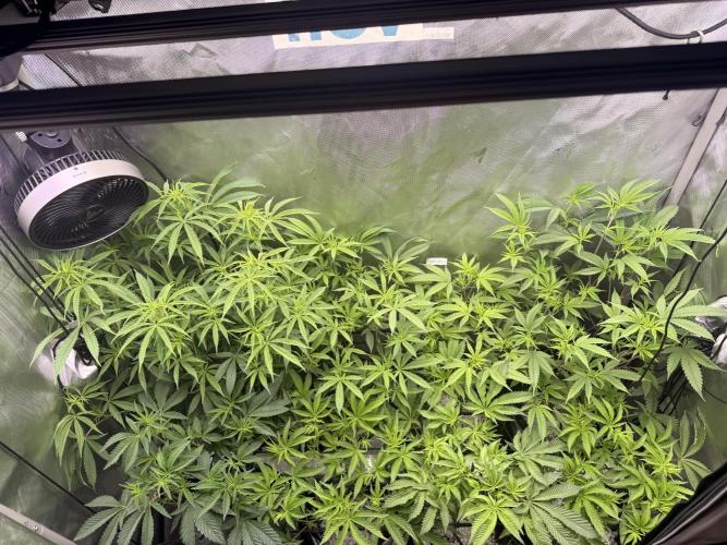 Clone to Harvest 2x4. Week 5