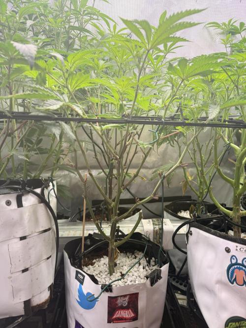 Clone to Harvest 2x4. Week 5 - Zangria 