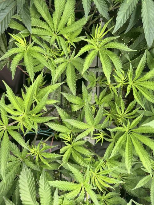 Clone to Harvest 2x4. Week 5 - Zangria