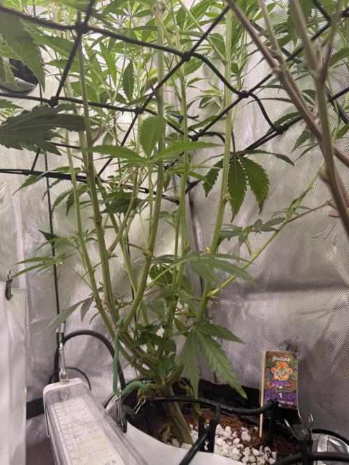Clone to Harvest 2x4. Week 5 - Mimosa