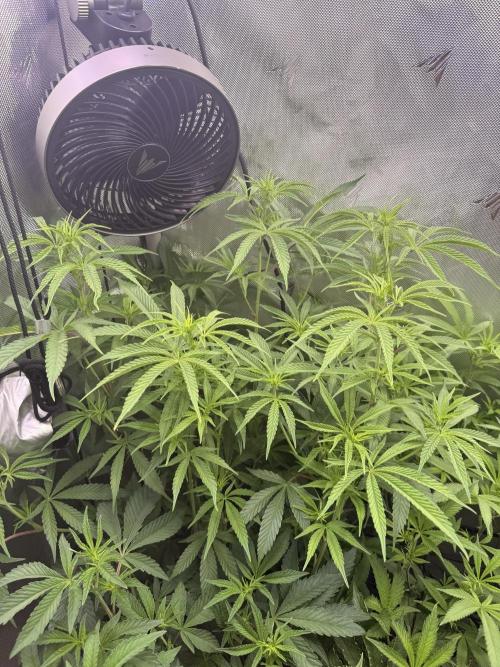 Clone to Harvest 2x4. Week 5 - Mimosa