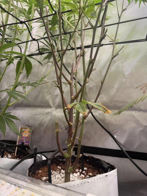 Clone to Harvest 2x4. Week 5 - Apricot Candy