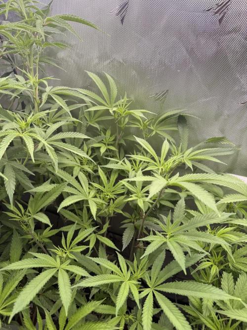Clone to Harvest 2x4. Week 5 - Apricot Candy