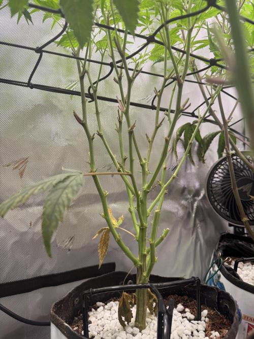 Clone to Harvest 2x4. Week 5 - Somango Shawty