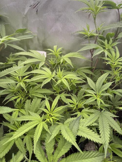 Clone to Harvest 2x4. Week 5 - Somango Shawty