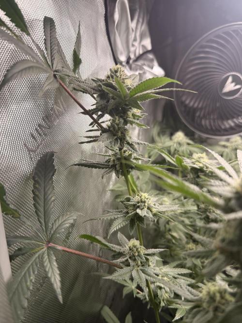 Clone to Harvest 2x4. Week 5 - Runtz