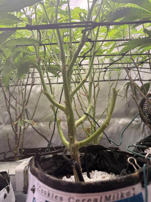 Clone to Harvest 2x4. Week 5 - CM.