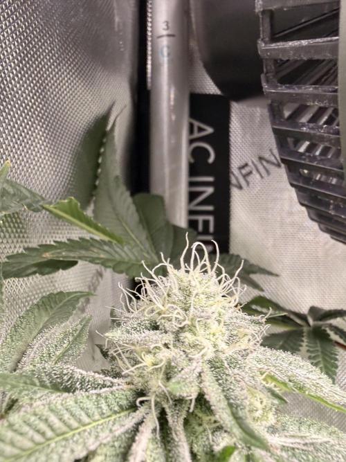 Clone to Harvest 2x4. Week 5 - CM.