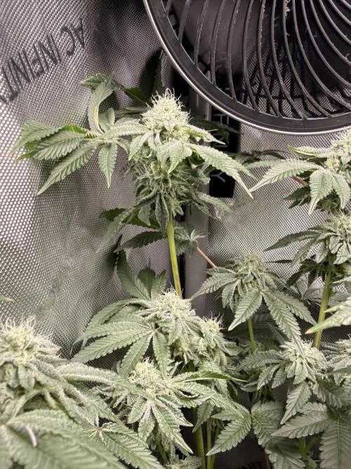 Clone to Harvest 2x4. Week 5 - CM.