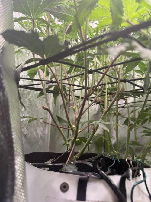 Clone to Harvest 2x4. Week 5 - Obsidian