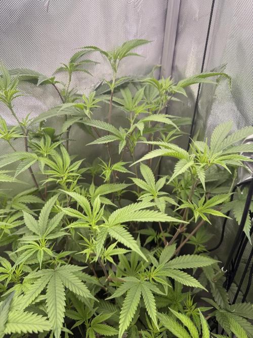 Clone to Harvest 2x4. Week 5 - Runtz 
