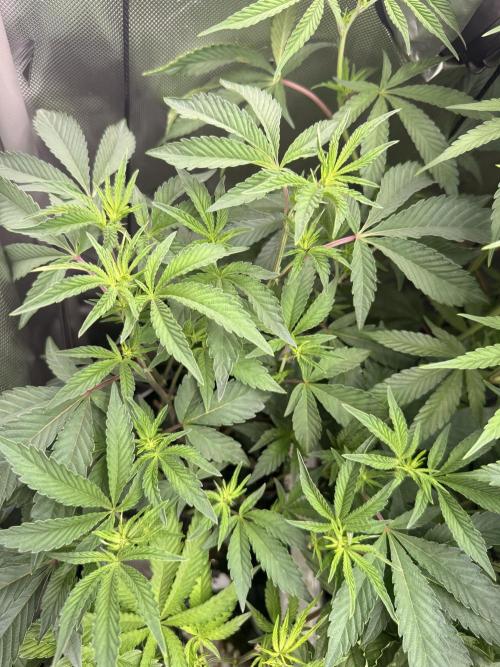 Clone to Harvest 2x4. Week 5 - Obsidian