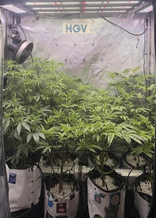 Clone to Harvest 2x4. Week 5