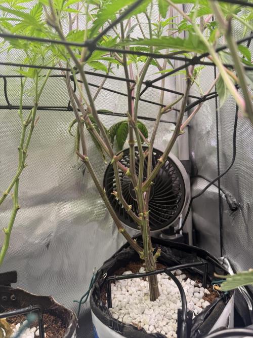 Clone to Harvest 2x4. Week 5 - Runtz 