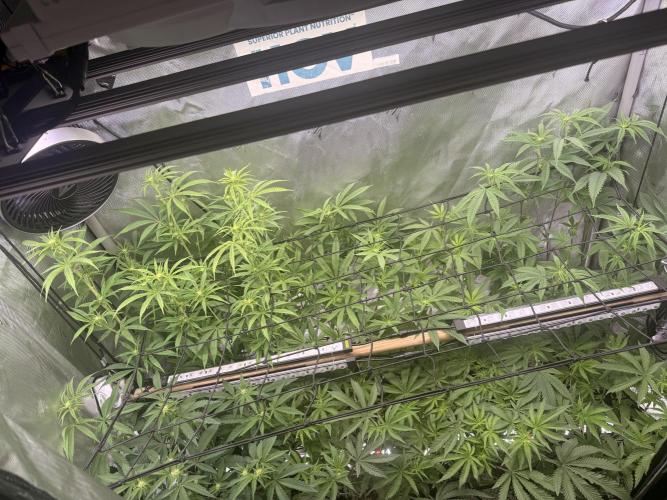 Clone to Harvest 2x4. Week 6