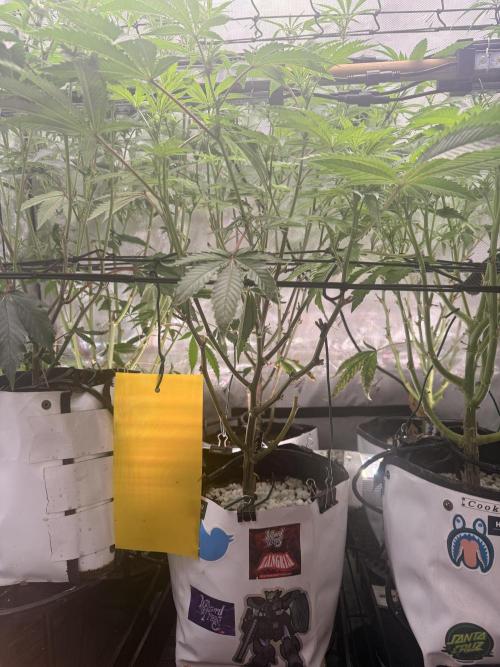 Clone to Harvest 2x4. Week 6 - Zangria