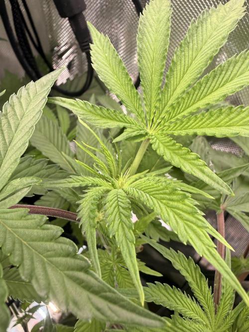 Clone to Harvest 2x4. Week 6 - Zangria 